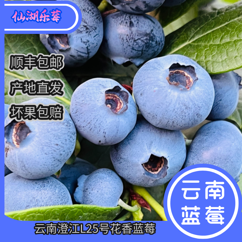 云南澄江抚仙湖花香蓝莓L25号 脆甜多汁 产地直发 孕妇水果