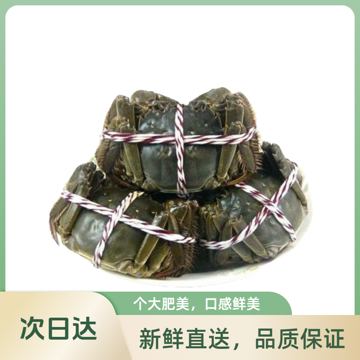 【活蟹】蟹小将江苏河蟹公蟹1.5两10只送2只共12只鲜活精品青蟹青壳蟹