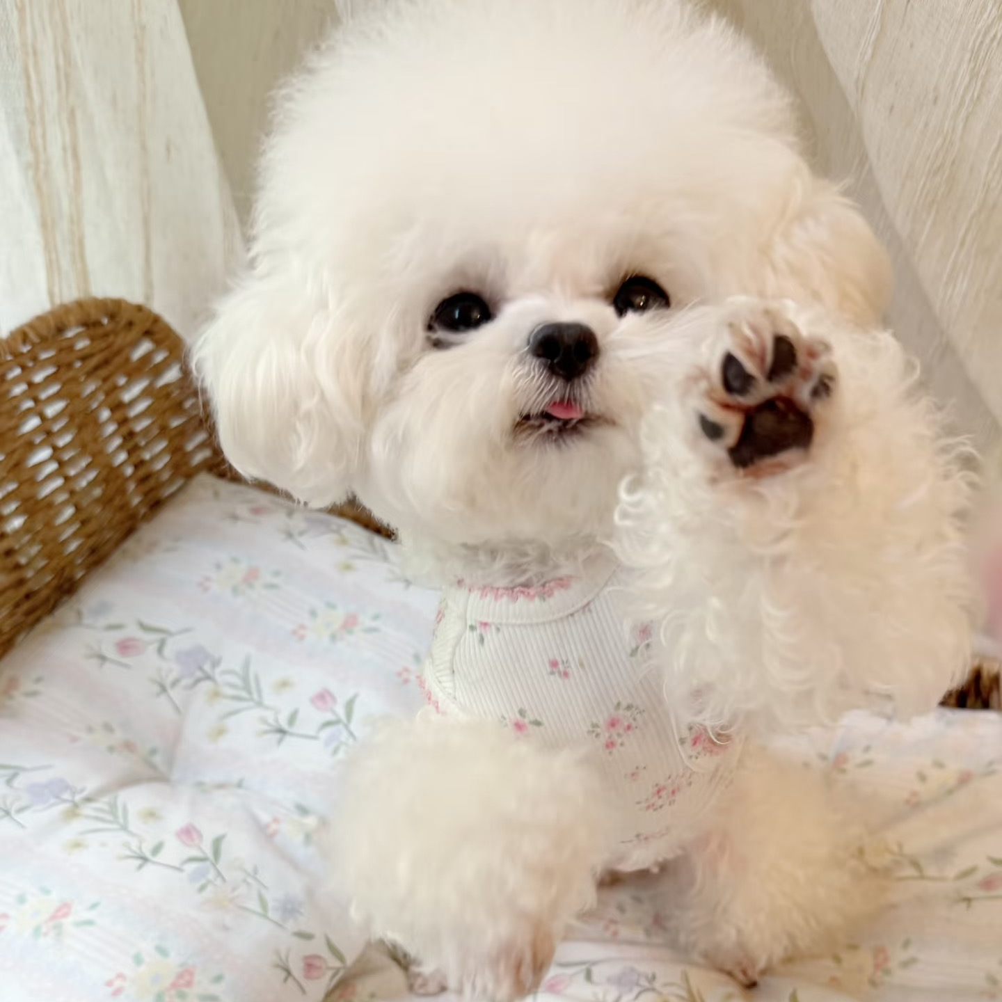 萌源犬舍 活体宠物 狗狗专属链接 