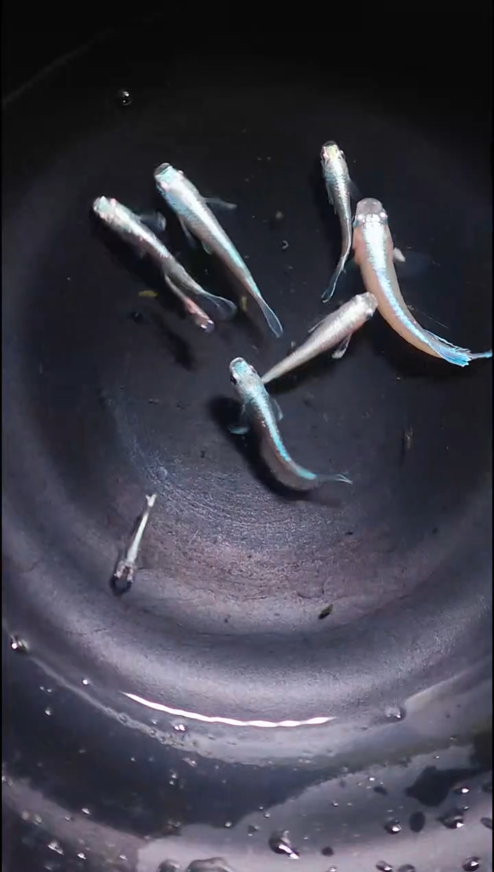 青鳉鱼观背青鳉009