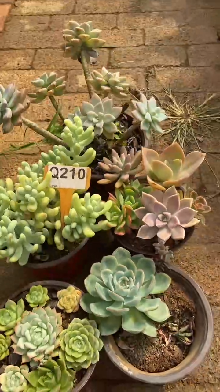 Q210多肉组合默认脱土发货