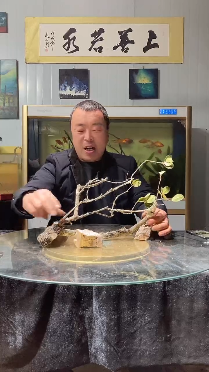 106号天然黄梨枝一木成景适合50缸当贝缸