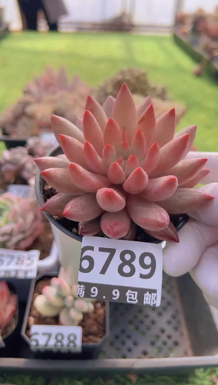 【闪购商品】信福多肉一物一拍