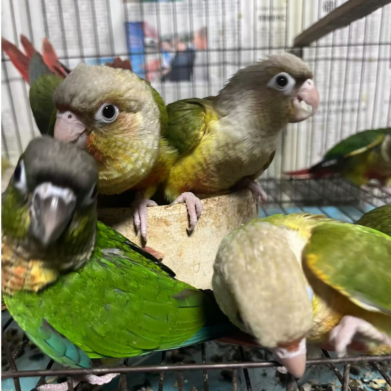 手养亲人鹦鹉活体养殖场直发