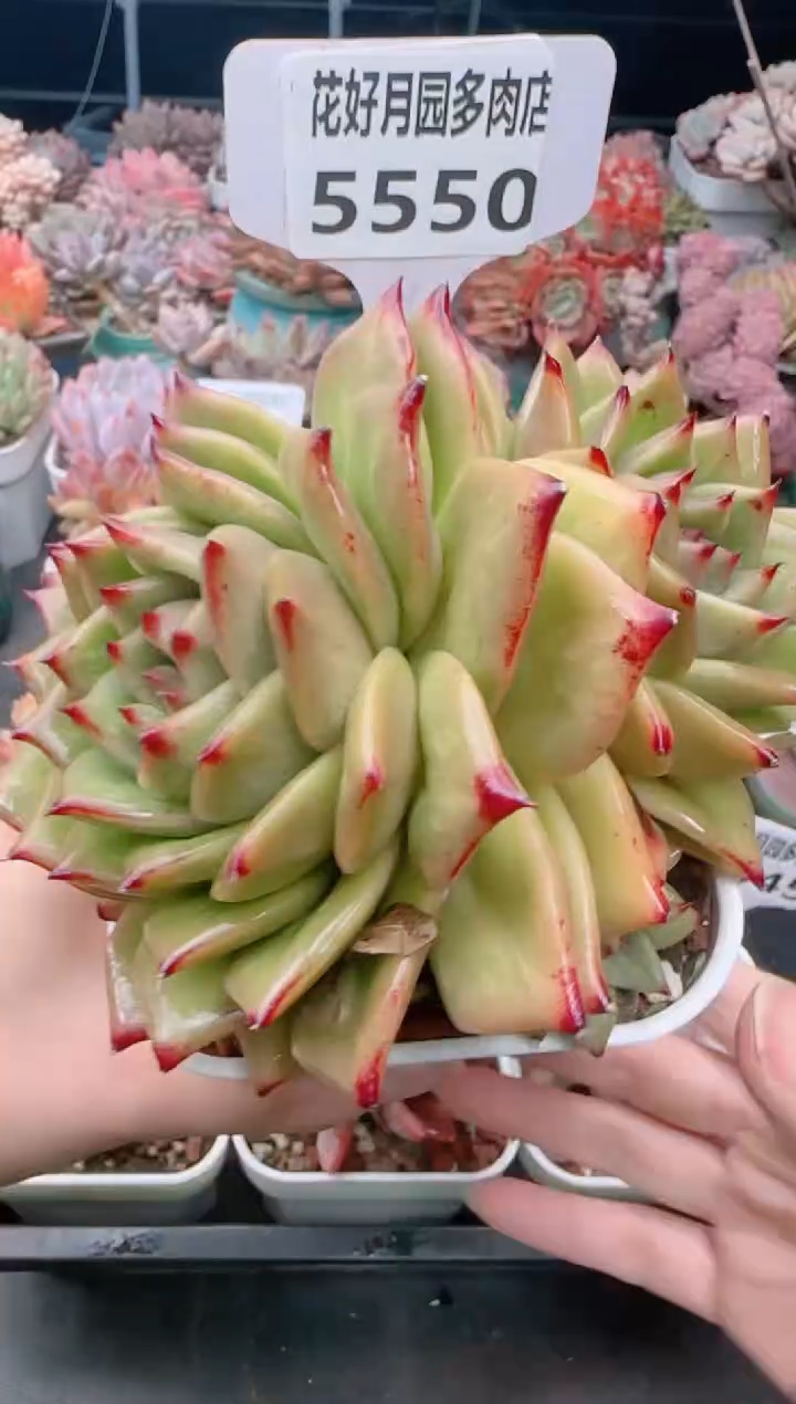 【闪购商品】5550.