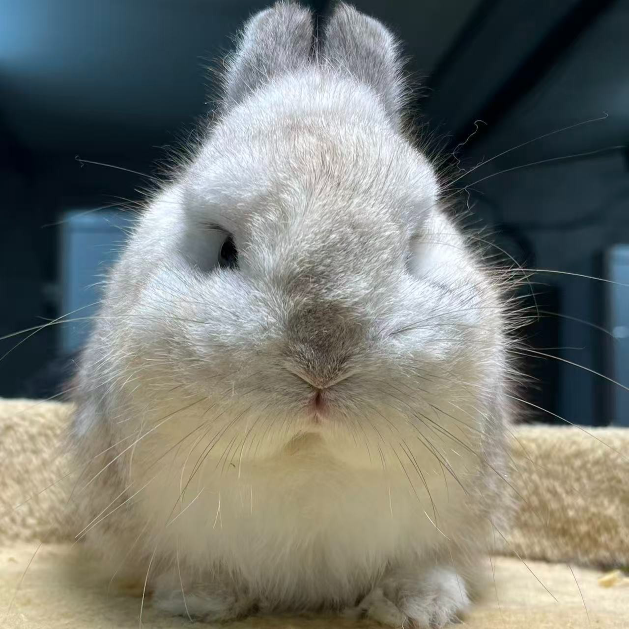 【邳州崔姐】美系双血统侏儒兔小型长不大宠物兔活体