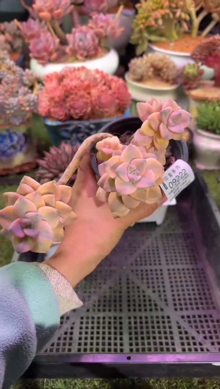 【闪购商品】09222