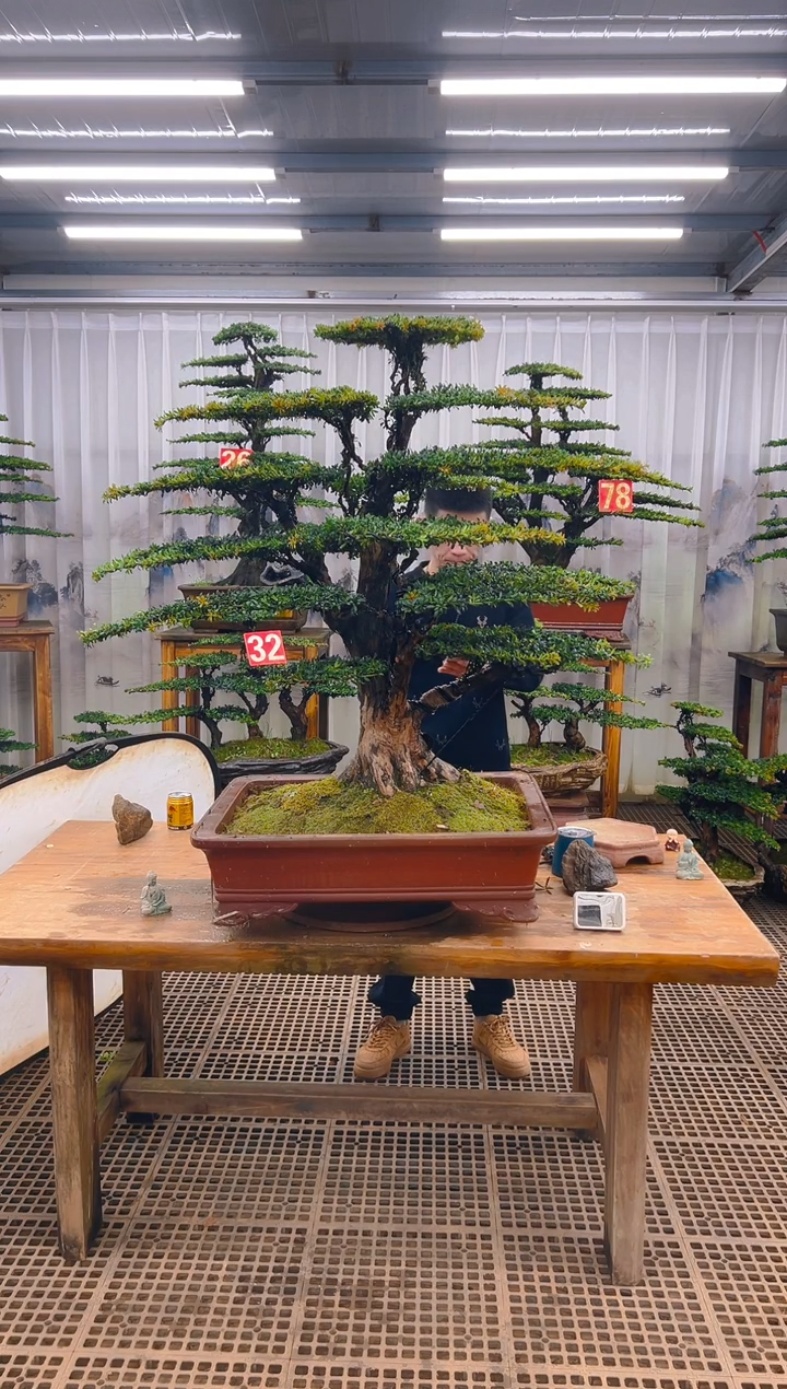 无花朵饒精品盆景直播间一物一拍