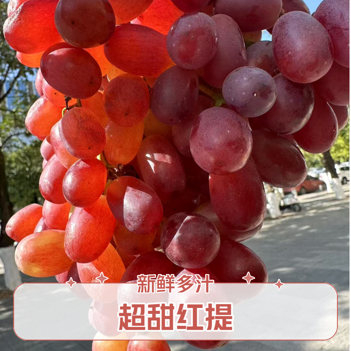 超甜无籽  提子 2-2.3一串