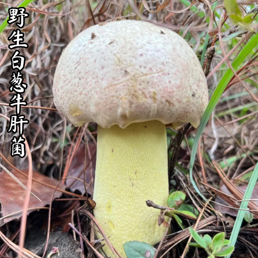 云南新鲜野生白葱牛肝菌口感鲜香顺丰空运