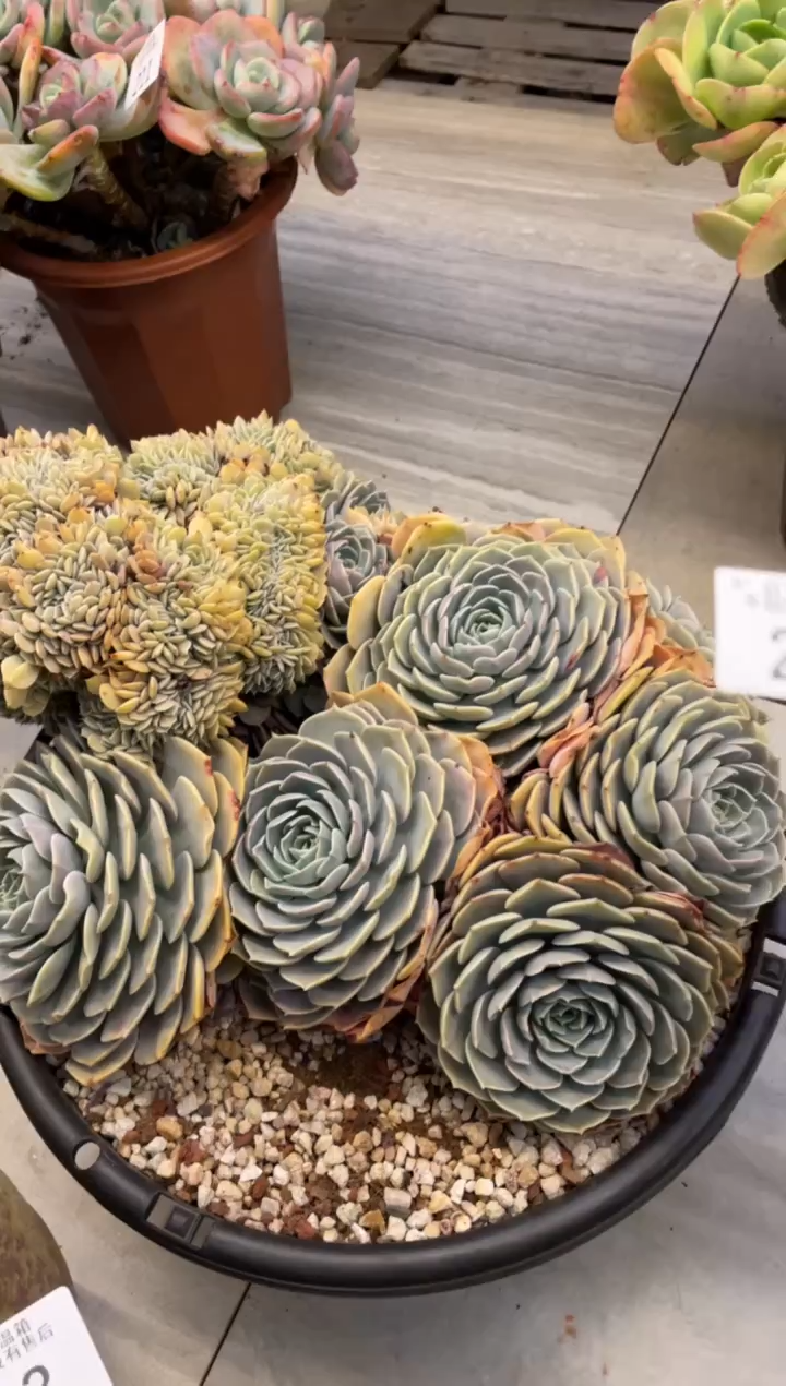 【闪购商品】214物流自付