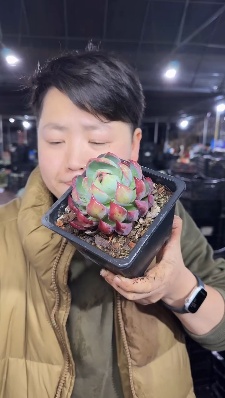 120方盆惊鸿8cm4.88