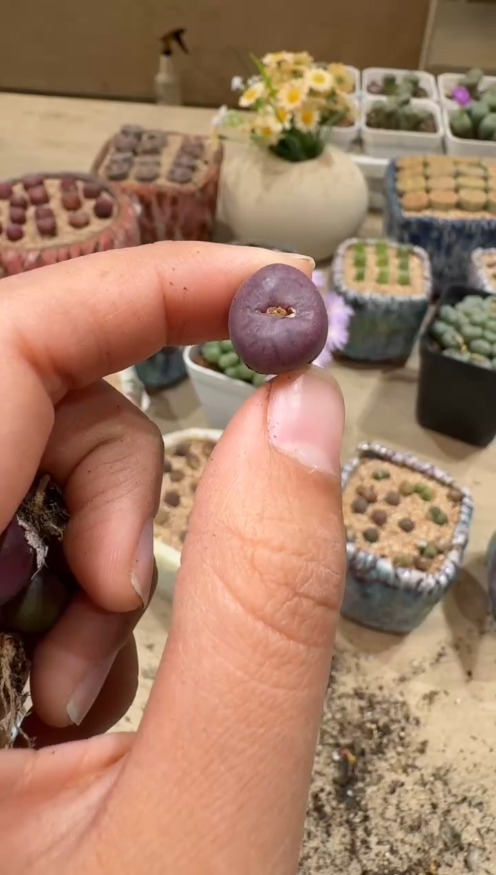 9-115多肉植物肉锥
