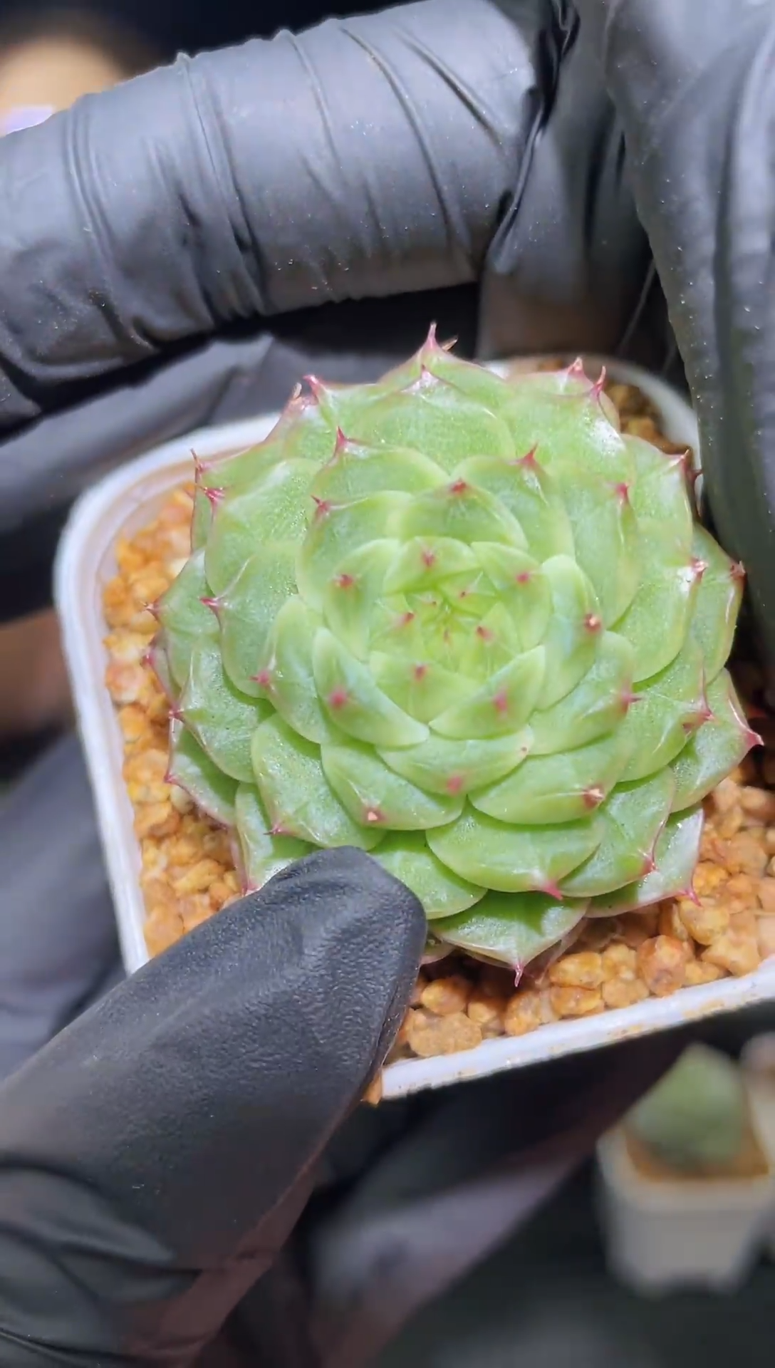 1443    海后系列混发    4.0 厘米左右     量拍随机发