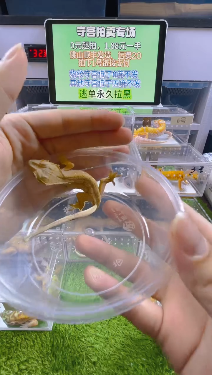 豹纹守宫豹纹肥尾苗子亚成成体