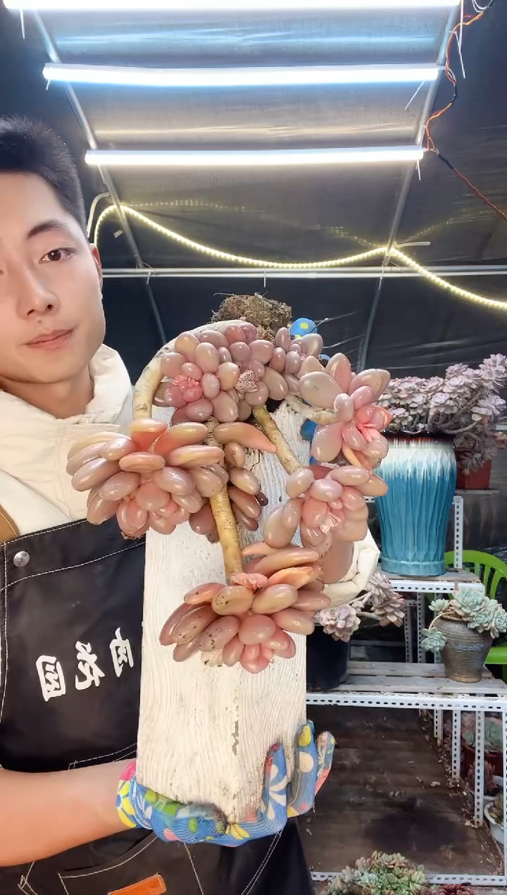 【闪购商品】鸡蛋美人（小），土球发货