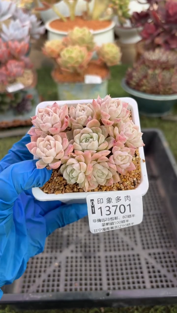 【闪购商品】13701