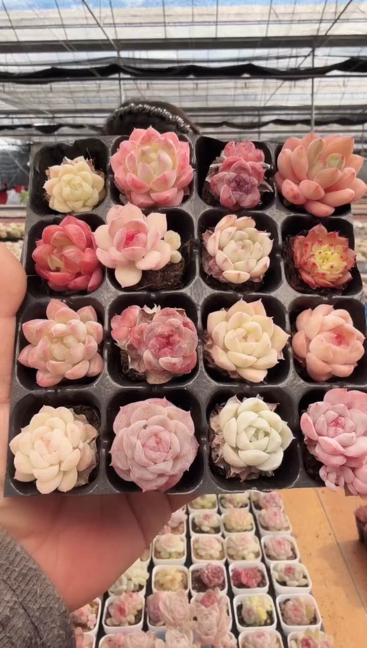 东云多肉园新款-231