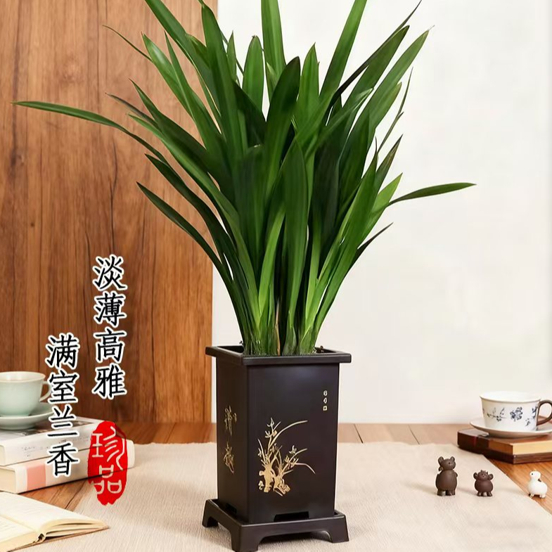 【墨兰企黑】盆栽四季长青好养室内观赏花卉绿植Z