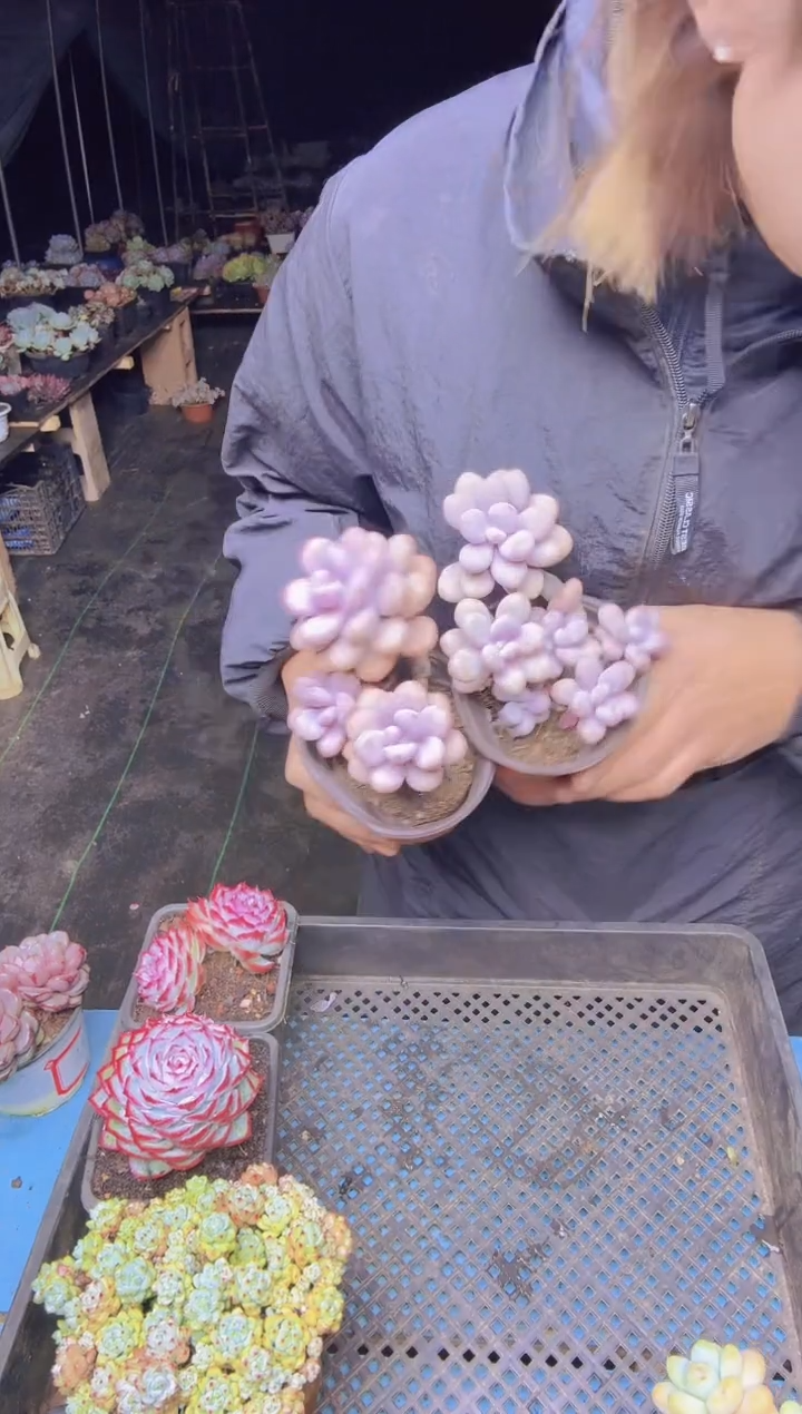 ?***姐202两棵桃蛋一物一拍