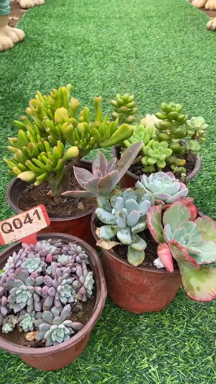 Q041多肉组合默认脱土发货