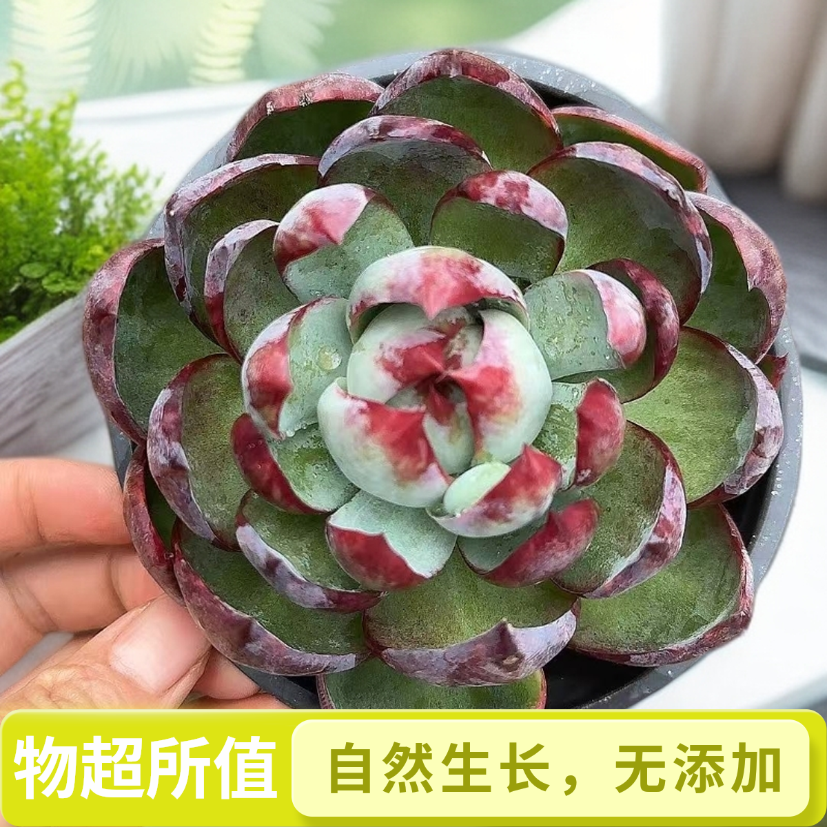 惊鸿仙子带盆   小谢多肉上盆多肉植物庭院空气耐旱种植