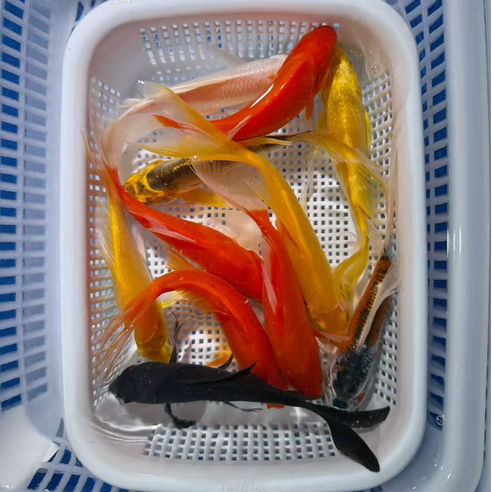 【4红2黄2德龙1白1黑】8-10公分冷水观赏鱼锦鲤草金搭配皮实好养