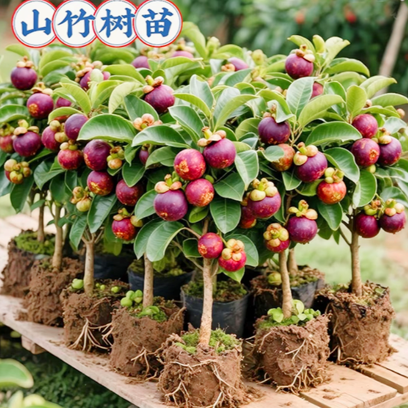 改良新品种山竹苗耐寒奶高温南方北方种植  修剪高度70cm左右