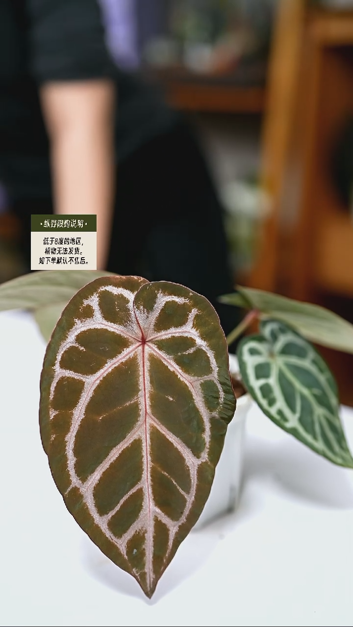 完全开放Y88红水晶杂