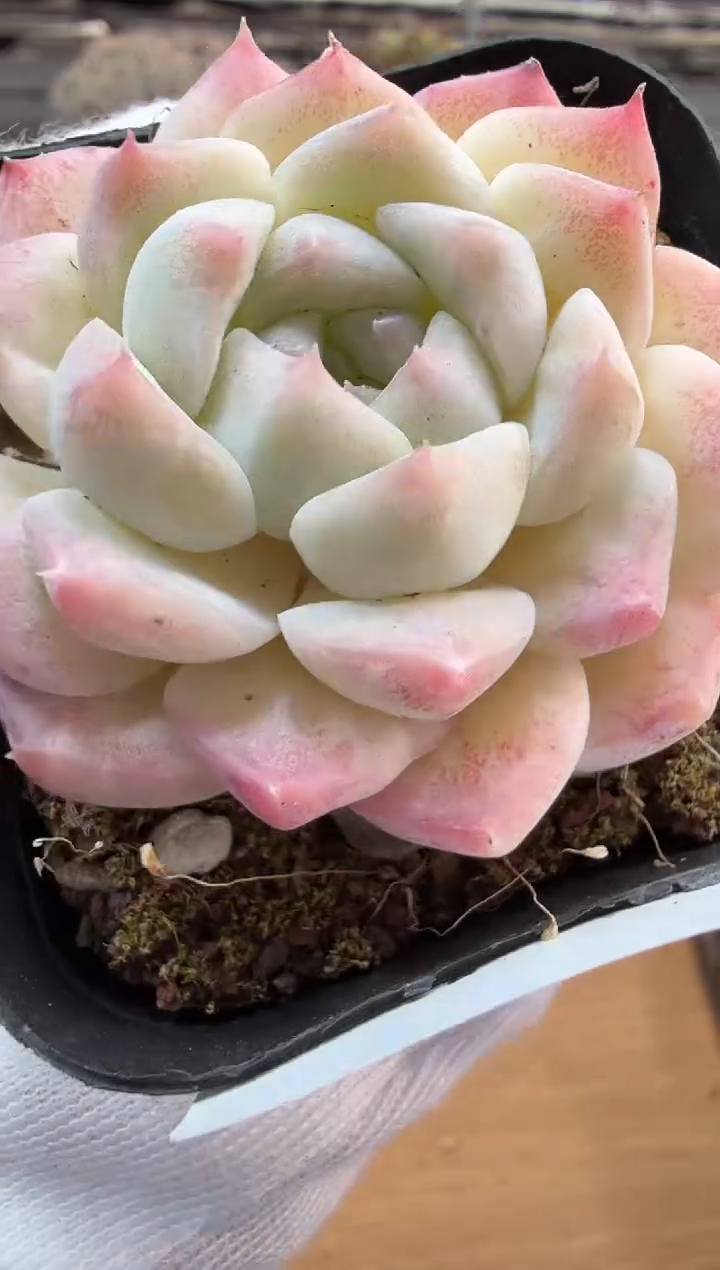 东云多肉园二店-296