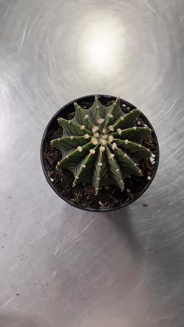 中号肋骨牡丹 13棱  带盆发