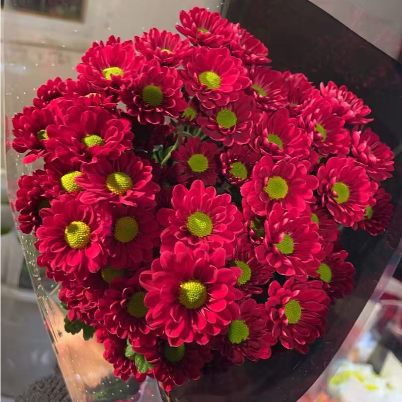 茉莉（红色） 小雏菊全店任意N单一个运费