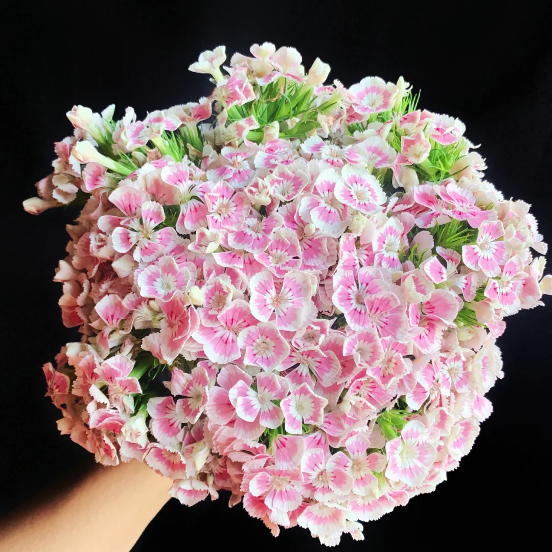 【全疆2单京东包邮】相思梅10支+醒花液