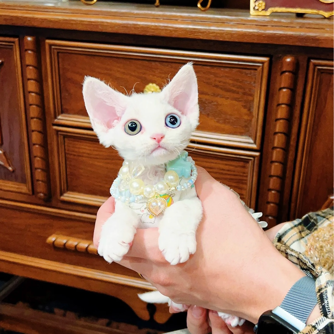 【莱萌德文卷毛猫】幼猫活体宠物猫各种色系