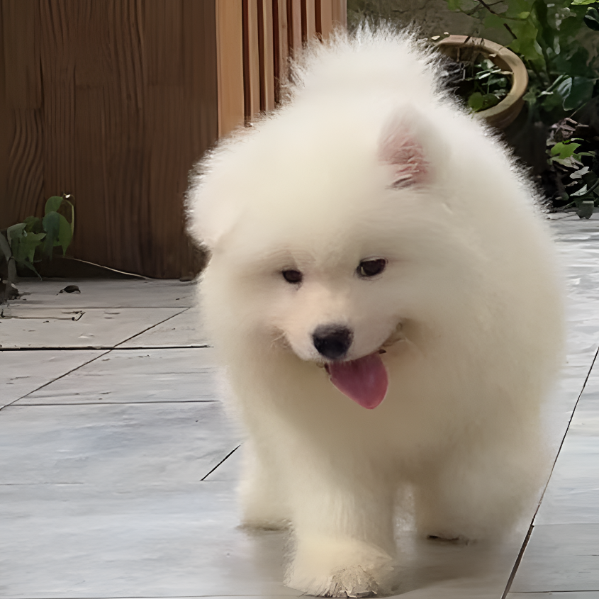 熊版萨摩耶雪橇犬-狗狗链接