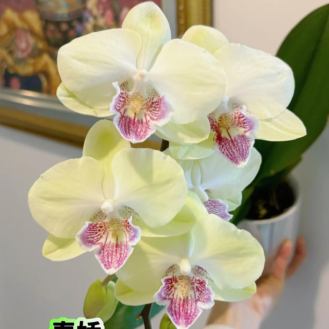 蝴蝶兰【和鸣春娇】茉莉奶绿蝴蝶兰盆栽云南基地直发中通