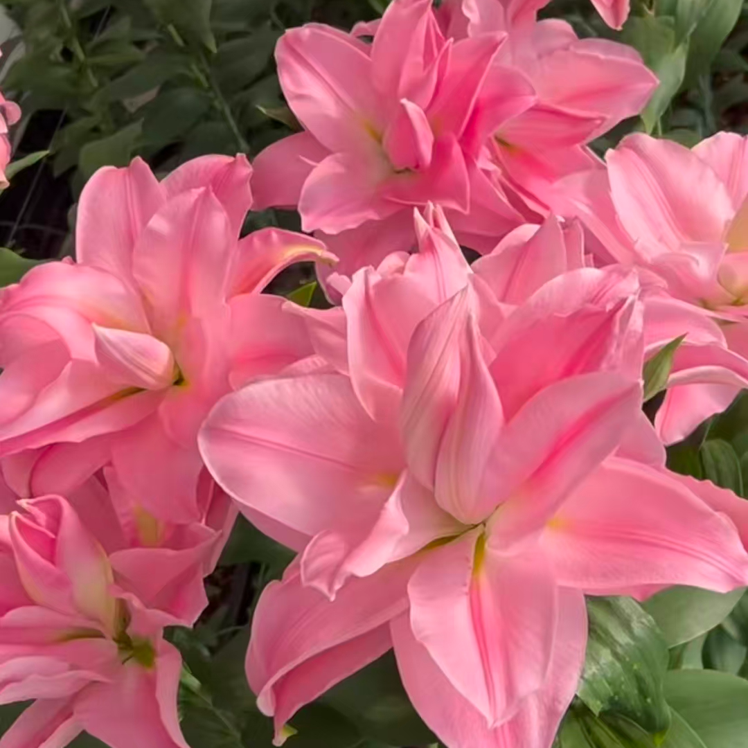 香水百合【大球伊迪莎贵妃】1颗周长20-22cm重瓣百合秋百合