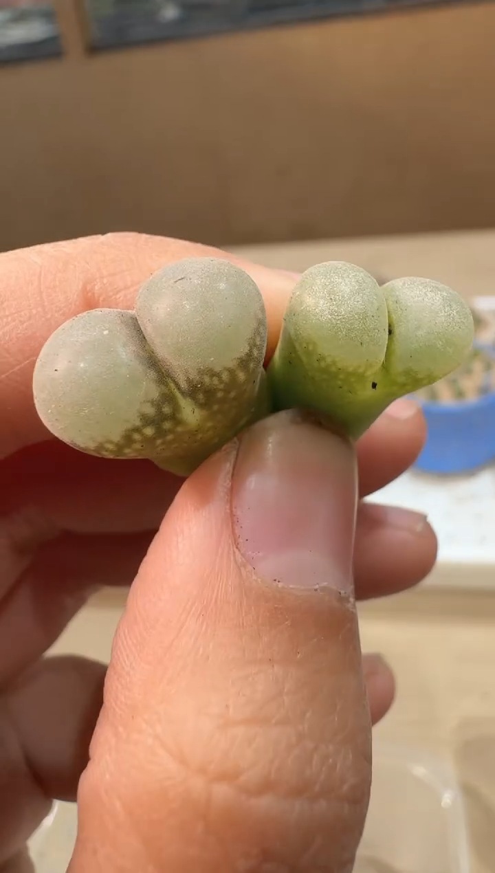 24-3多肉植物肉锥