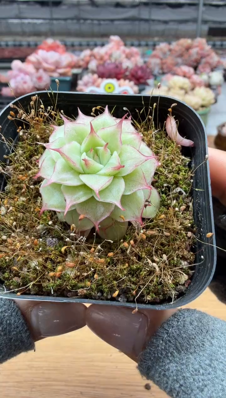 东云多肉园二店-42