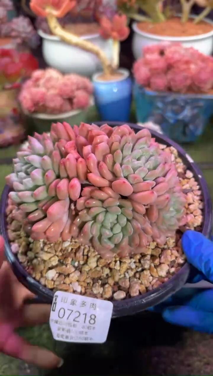 【闪购商品】07218