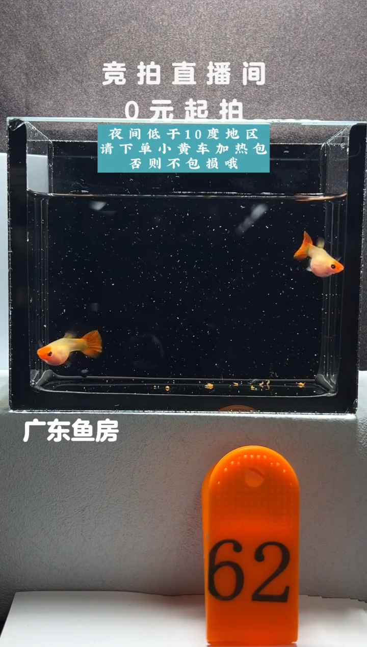 孔雀鱼红头玻璃猫母鱼两只带胎编号62