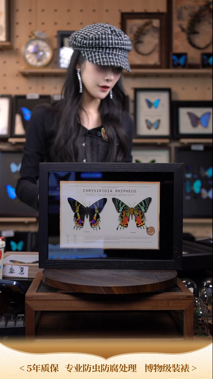 蝴蝶标本摆件一口价c191