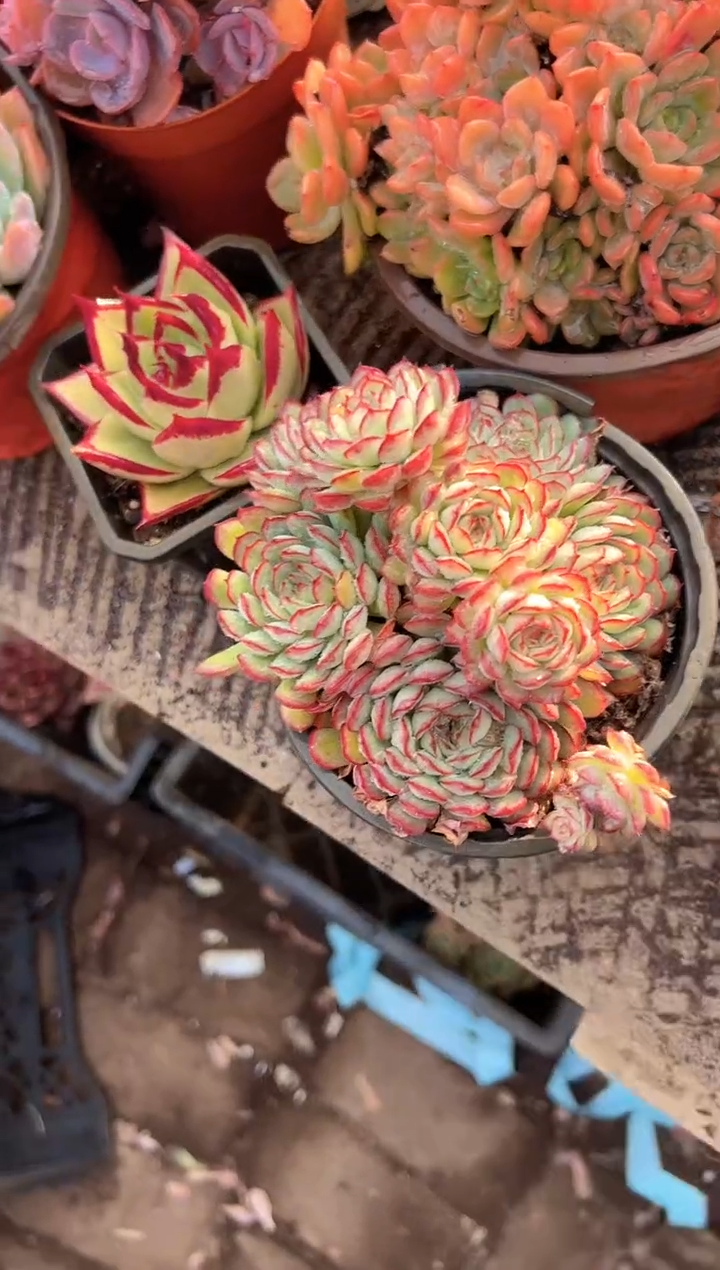 达**?多肉植物一物一拍29262