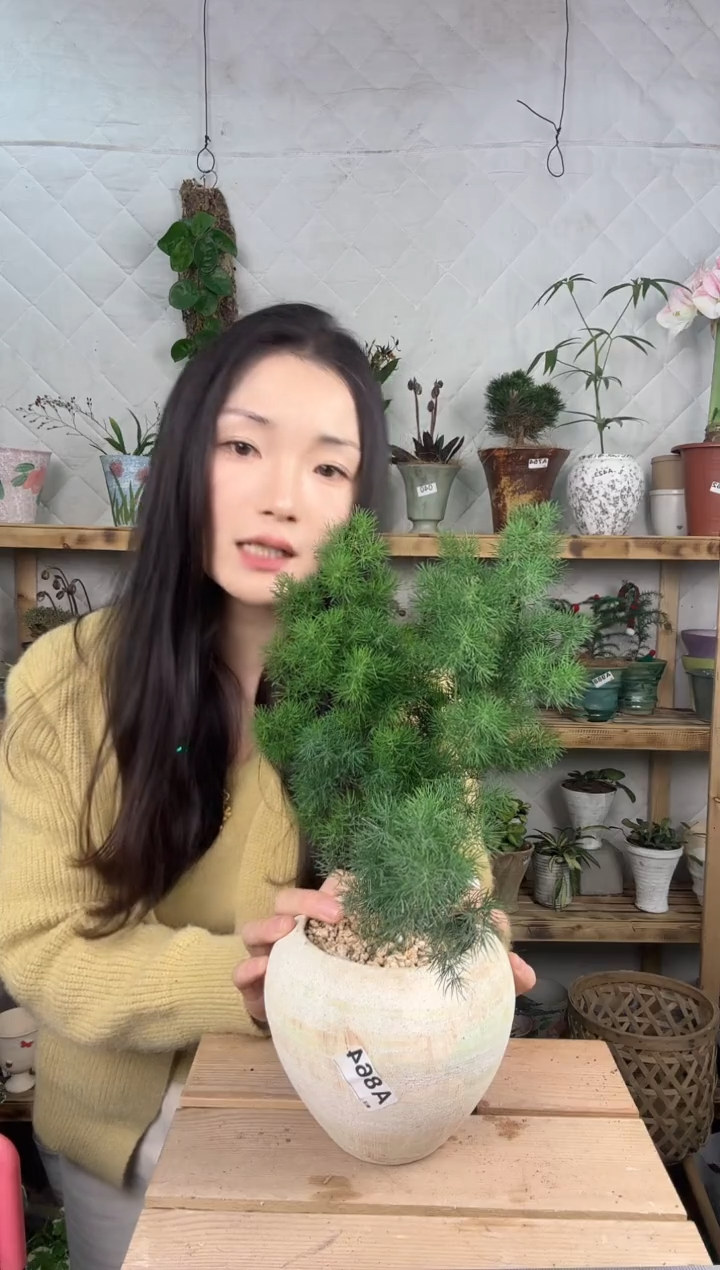 无花朵864蓬莱松加盆一套