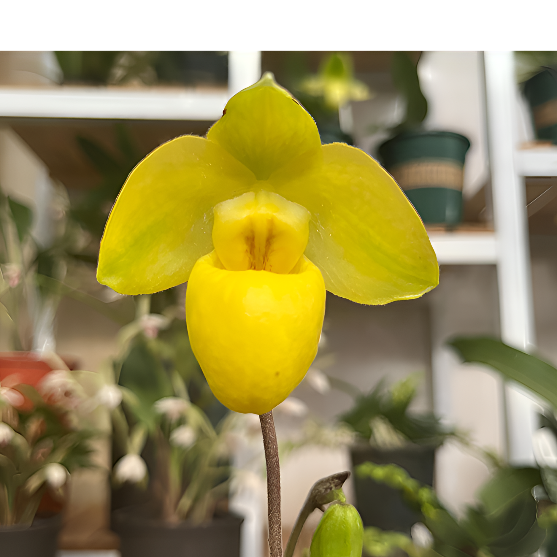 杏黄兜兰（金童） 基地苗 三苗三花剑 黄色 12*12硬胶盆 叶微瑕