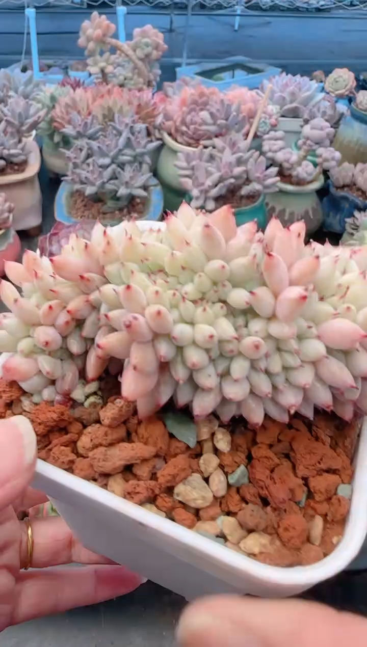 【闪购商品】7625胖丁缀化