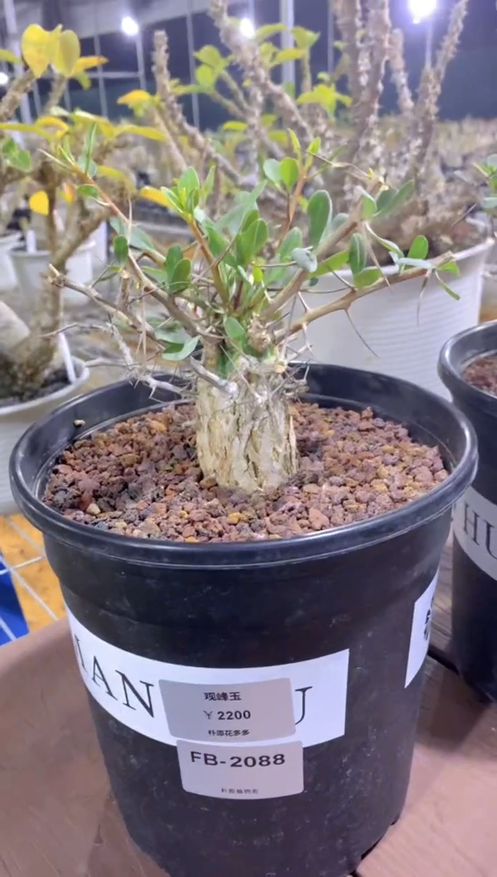 【闪购商品】观峰玉FB-2088