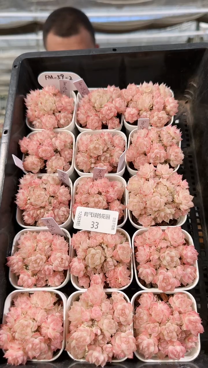 1228-33m1-59-2多肉量拍任意发一颗群生不包整