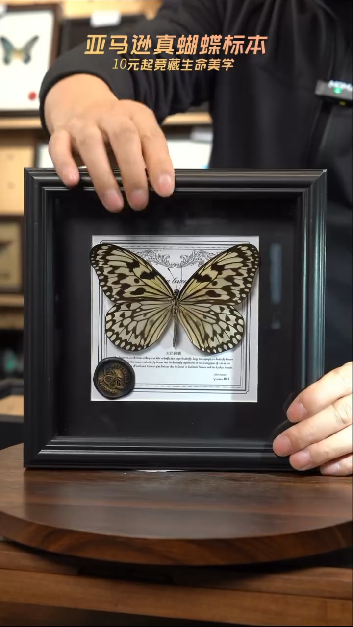 大帛斑蝶盲盒版7寸方框