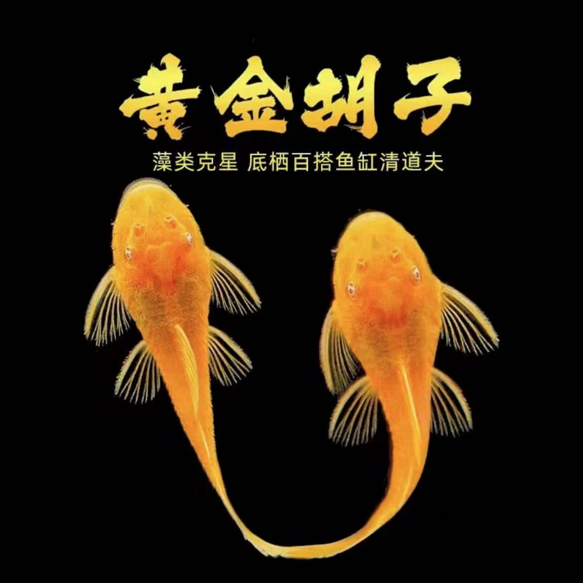 小型热带观赏鱼黄金胡子鱼红眼蓝眼清洁鱼擦玻璃除燥去青苔小鱼